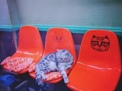 -猫咪博物馆(顶澳仔猫街店)