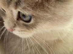 -爱妮康宠物医院·干细胞免疫细胞·肿瘤·心脏(张江店)