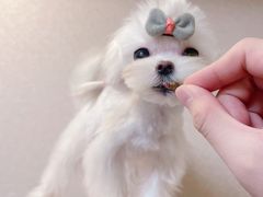 -FAELING PETS美天灵宠物(富力广场店)
