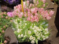 -循礼门鲜花花市(武汉循礼门店)