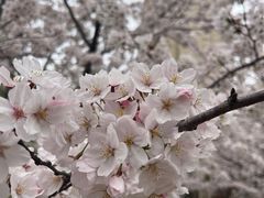 -高东镇樱花园