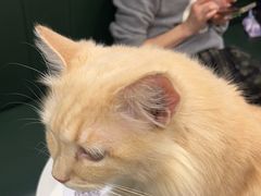 -安格丽娜·狗咖·猫咖羊驼咖(春熙路百盛商场店)