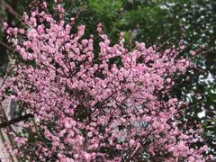 -武汉大学-樱园