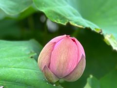 -陈家山荷花公园