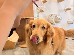 -楼上猫咖(罗湖店)