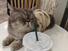 -楼上猫咖(罗湖店)
