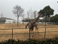 -合肥野生动物园