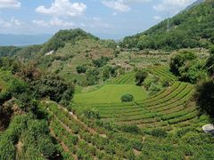 -杨家堂村