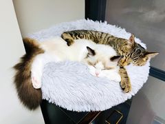 -momokira米努特·德文卷毛猫·棉花面纱犬