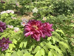 -洛阳市隋唐城遗址植物园