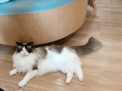 -滚猫咖啡·猫咖·猫友好撸猫(未来城店)