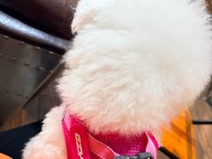 -宠颐生斯嘉宠物医院·急重症·心内科(谷阳北路分院)