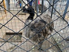 -长白岛森林公园