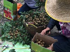 -从化深英荔枝黄皮龙眼采摘园