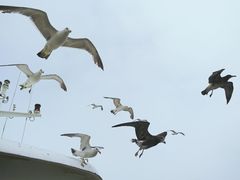 -海驴岛(荣成市)