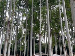 -桉树林A coffee 森林餐厅(三圣乡店)