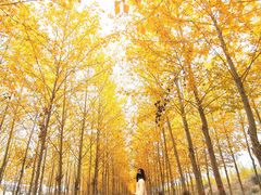 -金塔沙漠胡杨林景区