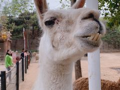 -大连森林动物园