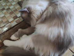 -Cappucimeow猫咪咖啡馆(韦伯时代店)