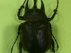 -上海大自然野生昆虫馆(东方明珠·爬宠昆虫探索中心)