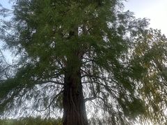 -同里国家湿地公园