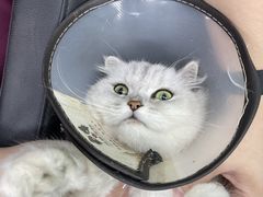 -宠颐生猫科·内科皮肤科(西平世纪城店)