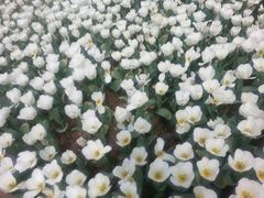 白色郁金香-保利石象湖景区