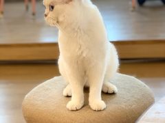 -猫腻·猫咖·撸猫馆(星光大道店)