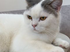-猫咪派对(江南西店)