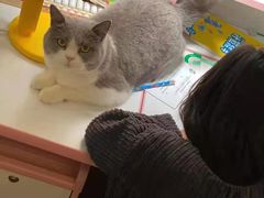 -东方名猫馆·英短金渐层布偶猫舍(环线广场1号楼店)