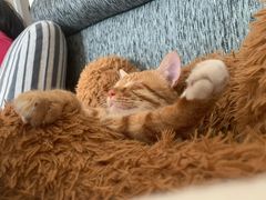 -美联众合宠物医院·爱萌分院·内外科·猫科中心
