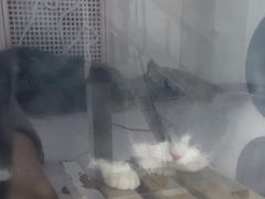 -嘉馨宠物医院·CT影像转诊·心脏科·犬猫全科诊疗中心(下沙大学城院区)