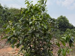 -Torch Coffee 炬点咖啡