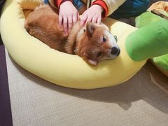 -逗柴咖啡屋·狗咖猫咖宠物桌游
