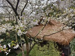 -中国茶叶博物馆(双峰馆区)