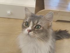 -有喵·猫咖·狗咖·30几只猫10只小狗(岗厦店)
