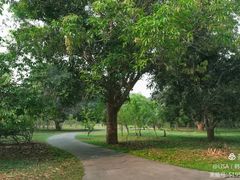 -西双版纳原始森林公园