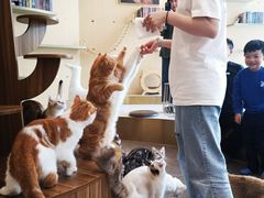 -飞行喵MR PILOT|猫舍·猫咖(静安大融城店)