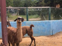 -泉州海丝野生动物世界