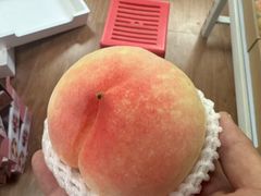 -南汇新场正宗水蜜桃采摘