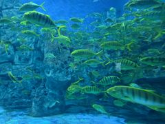 -芜湖新华联大白鲸海洋公园