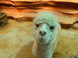 -酷嗒动物文化乐园(cutezoo西溪乐天城店)