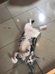 -荔刺青纹身·手穿孔饰品