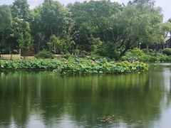 -金银湖国家城市湿地公园