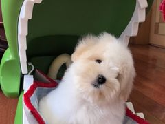 -momokira米努特·德文卷毛猫·棉花面纱犬