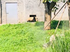 -都江堰中华大熊猫苑