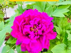 -北京市垂杨柳医院