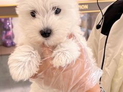 -翊宠yipet猫狗购宠庄园犬舍•猫舍