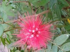 -南湾猴岛+椰田古寨一日游