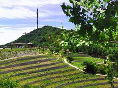 -阳台山自然风景区